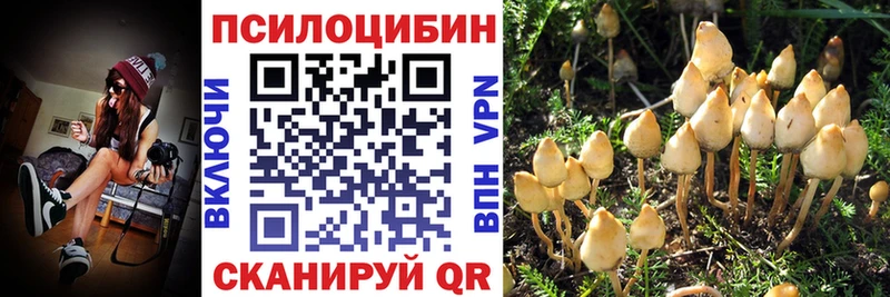 дарнет шоп  Ногинск  Галлюциногенные грибы Psilocybe 